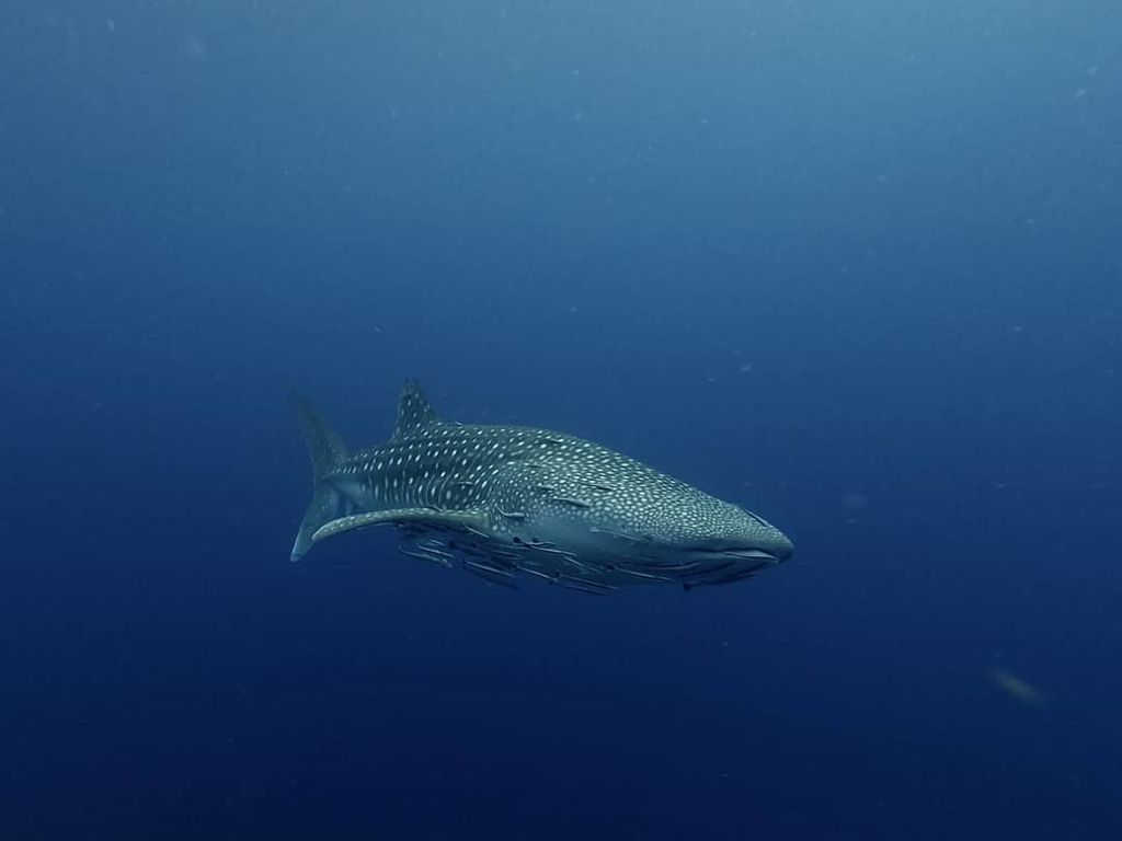 d18fcec6-09aa-42a1-9e55-3550d879b2eb