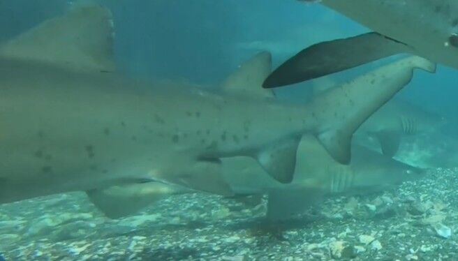 0d82d35d-eb53-430f-91c5-30422e86de66