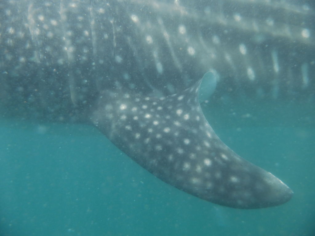 fe8521ef-eb9f-45be-8e30-ea052613a572