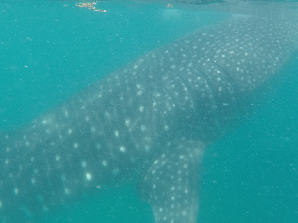 fe8521ef-eb9f-45be-8e30-ea052613a572