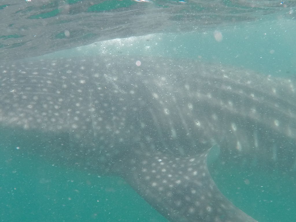 fe8521ef-eb9f-45be-8e30-ea052613a572