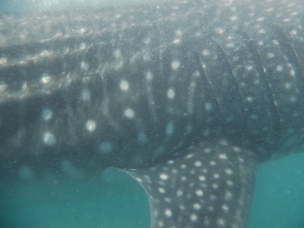 fe8521ef-eb9f-45be-8e30-ea052613a572