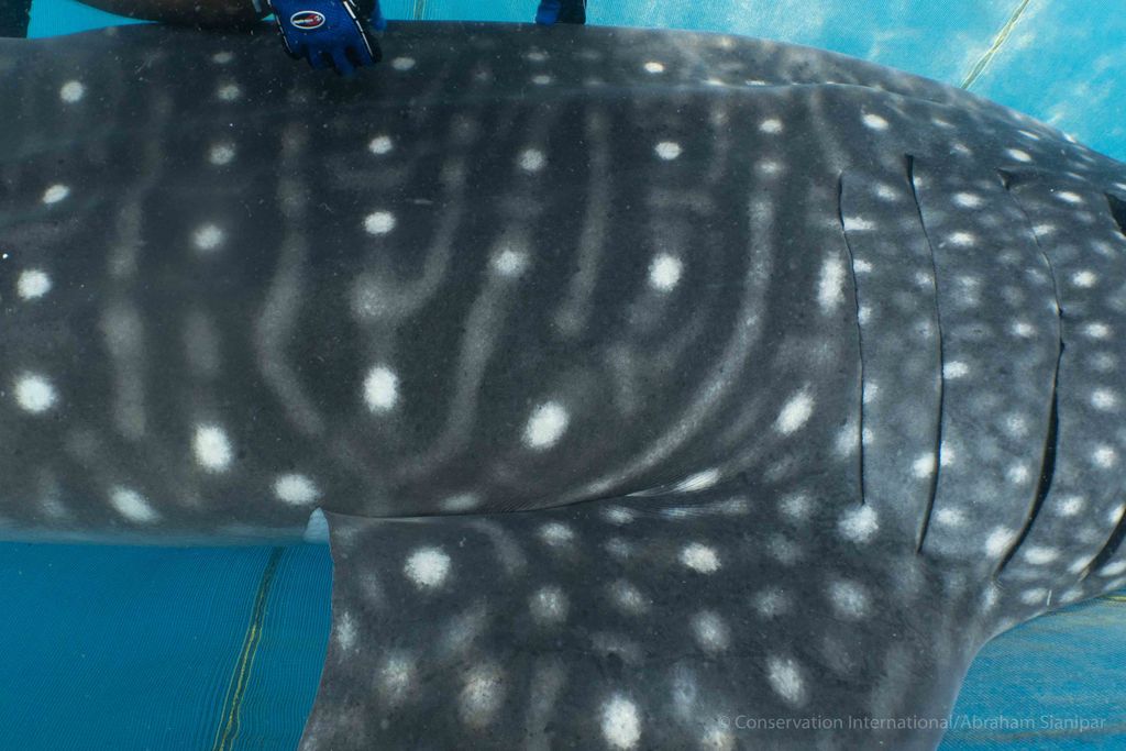 6204a903-7657-4ba4-950d-3baf9f460c95