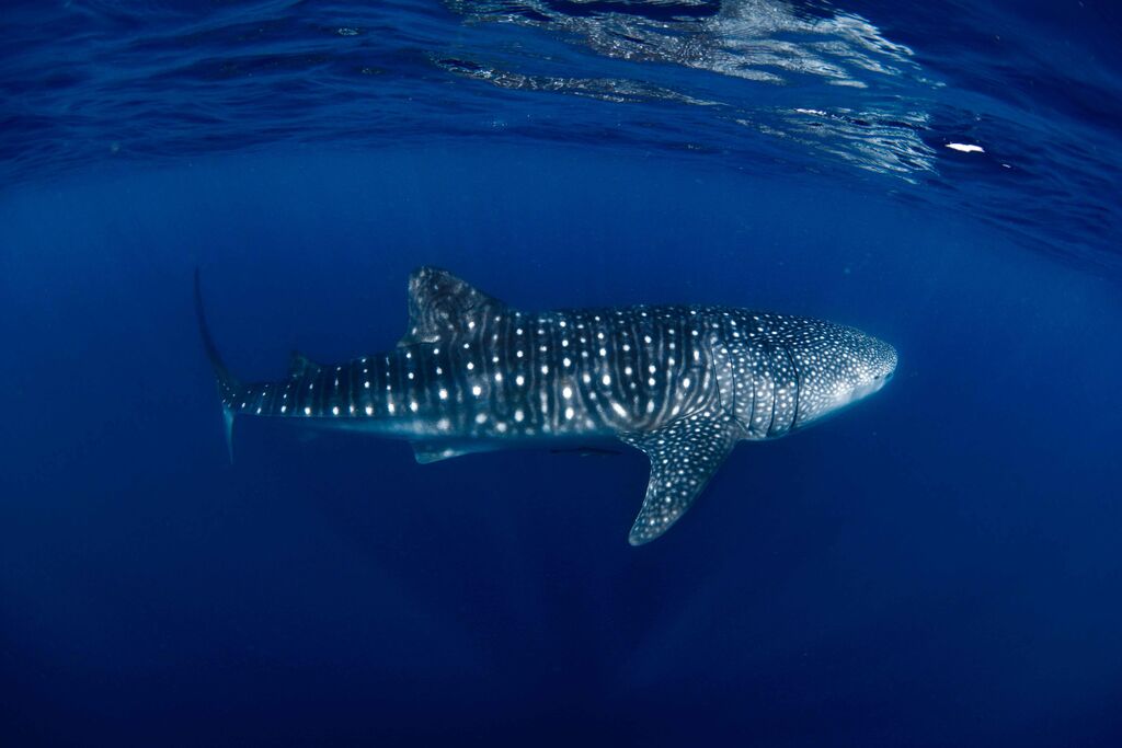 02de919c-73b8-4cbe-bf0a-7292a1e4cff1