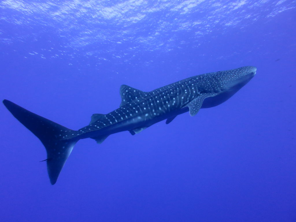 95df8eb9-4b2f-4781-ab7c-520198363234