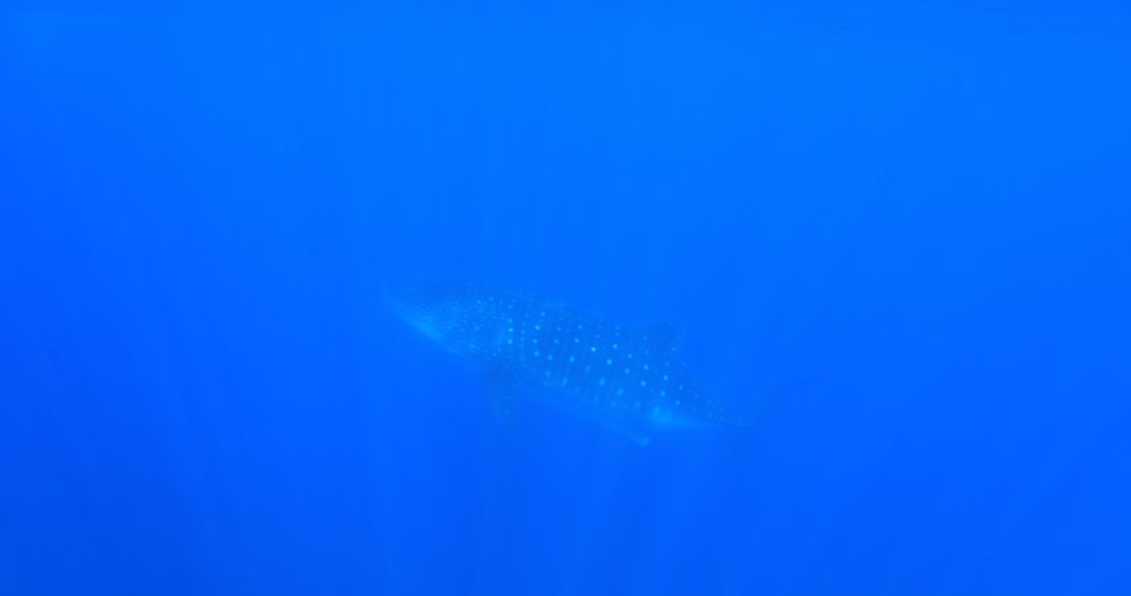 5d89c566-2621-4073-a715-fc34e50f26df