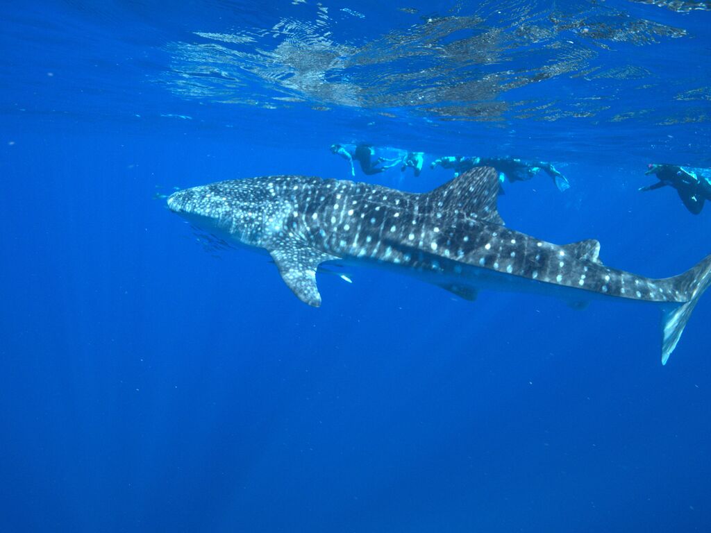 1f13d208-a7c4-4fae-8ab1-fdd9794de743