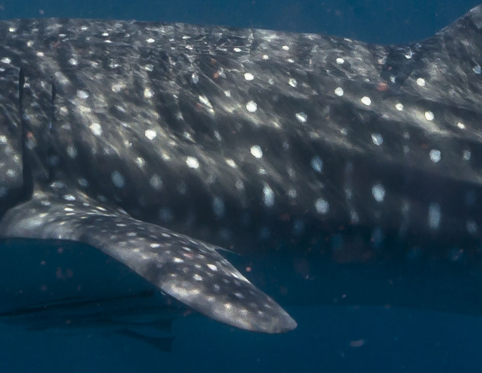 7ad13e0b-33d8-439a-9ed7-c9624a3433d7