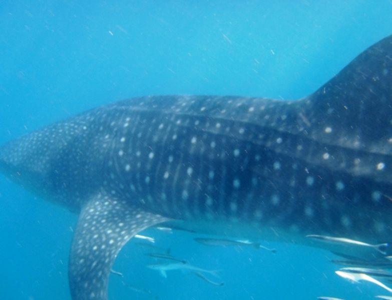 af3dda93-066f-4e7a-bc8a-89bbf31f921a