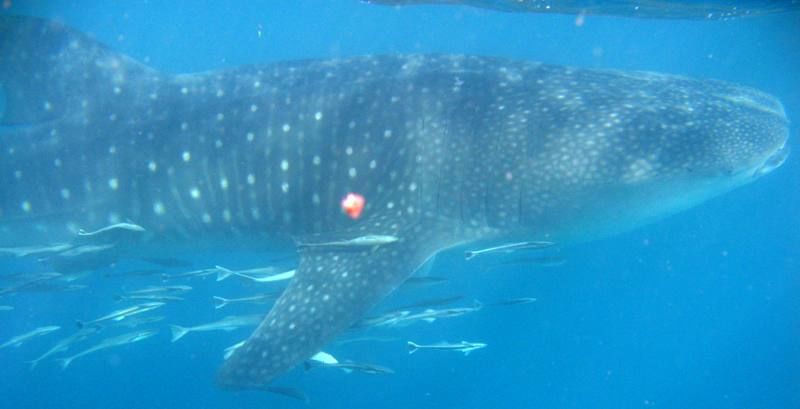 af3dda93-066f-4e7a-bc8a-89bbf31f921a