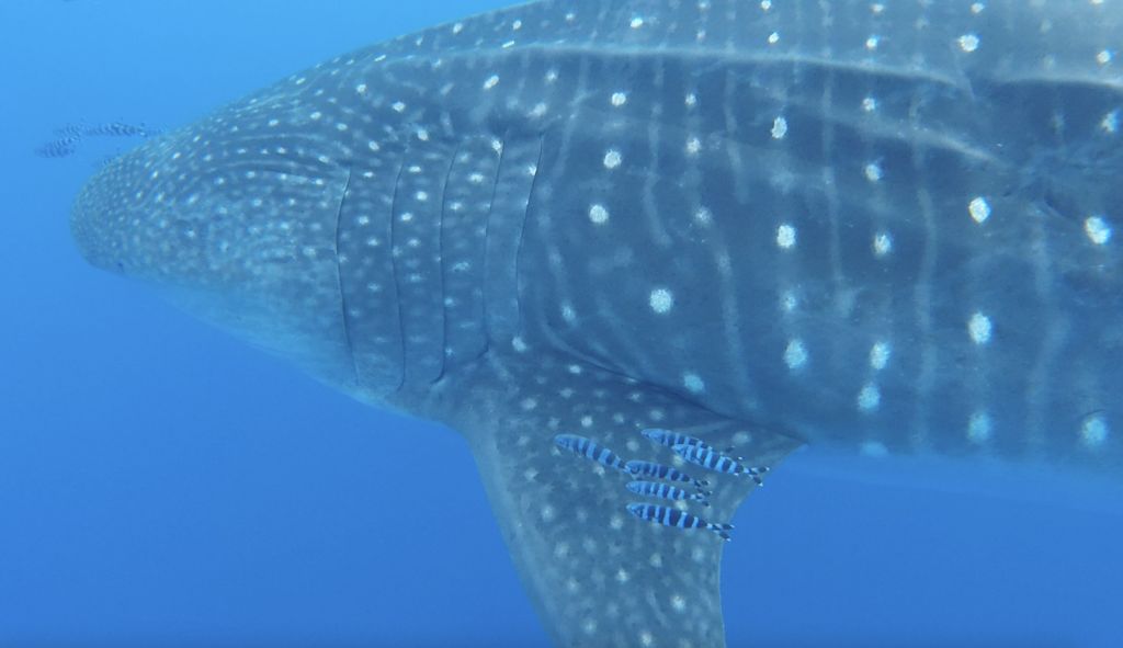 349d8508-2ac0-49a2-ac07-ba675d4ec3d8