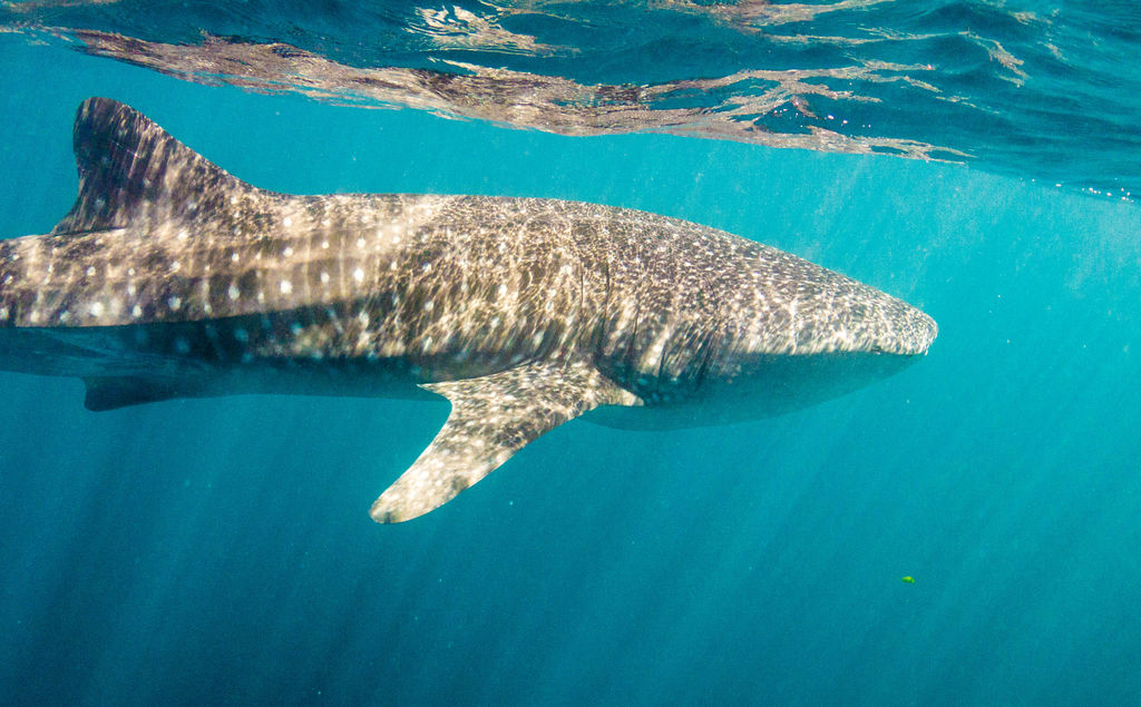 9e35d794-02b5-4b70-9726-c412eefaef1f