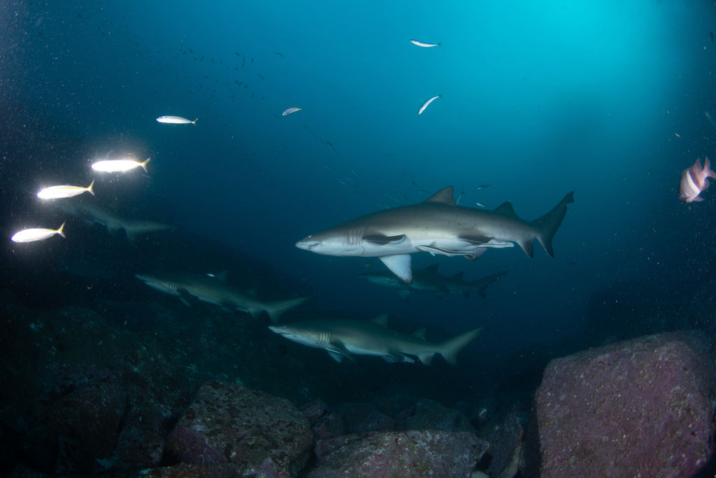 ceaf4ced-0c46-43bb-b96f-d92057d92ef7