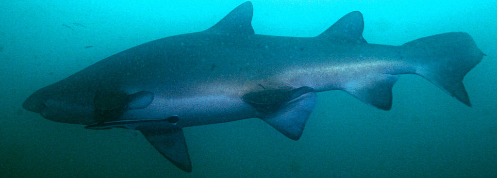 1d49b067-f7f2-4c55-bb6e-19eb0ab4201d