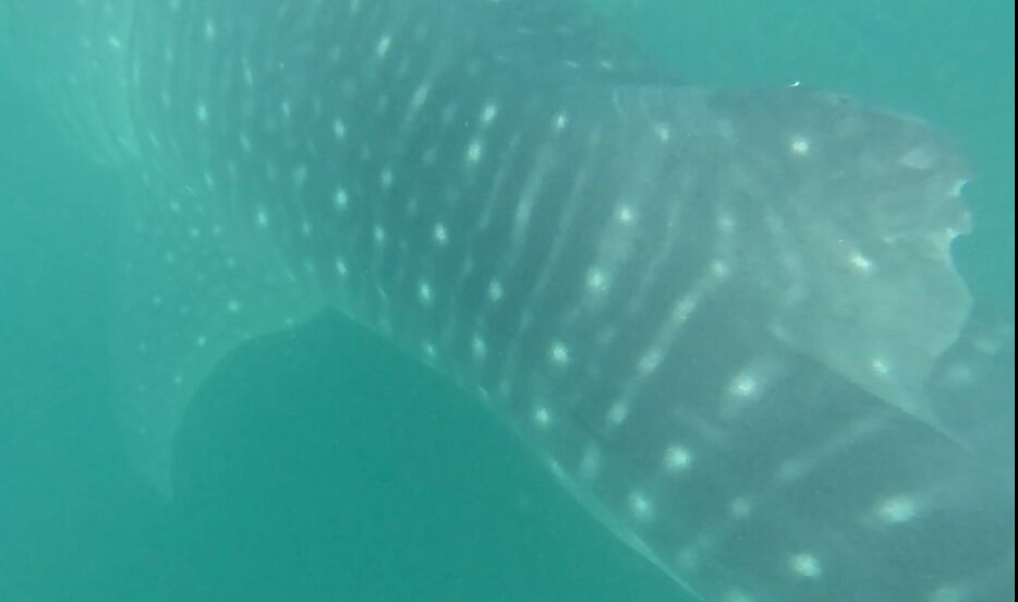 2ec6be16-bf6f-49a9-8801-5d7ae278186d