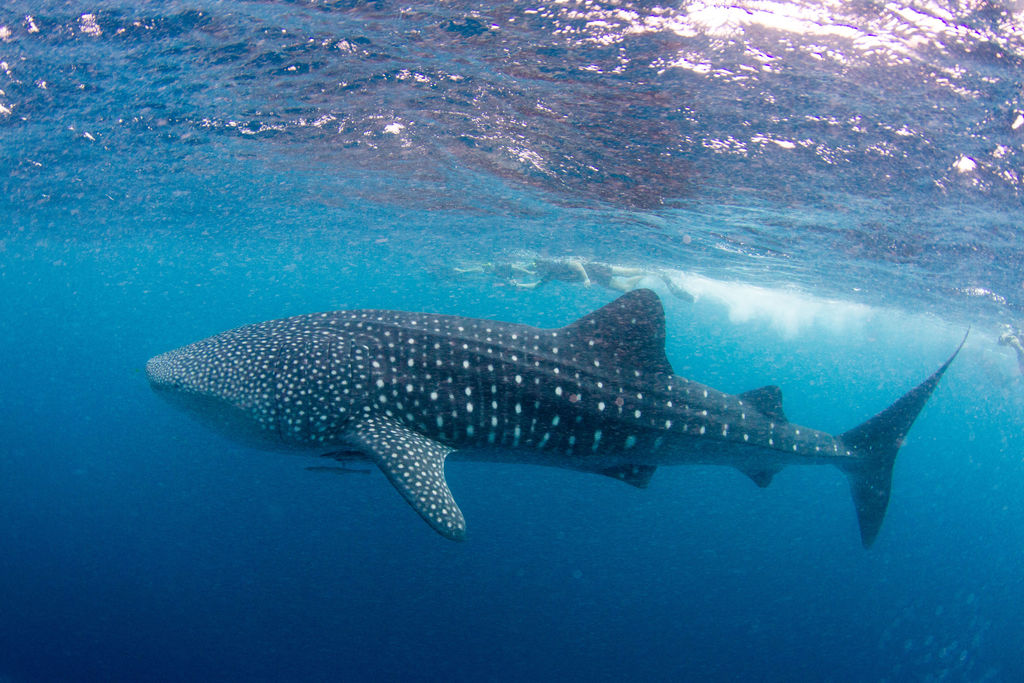 40a8cde8-d151-484f-aab3-53b966249115