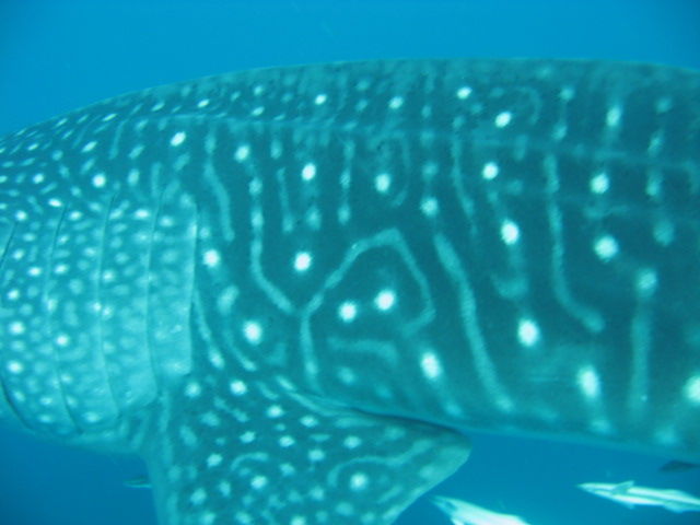 c741dd43-d23e-4917-bff9-fdb56e6c31a9