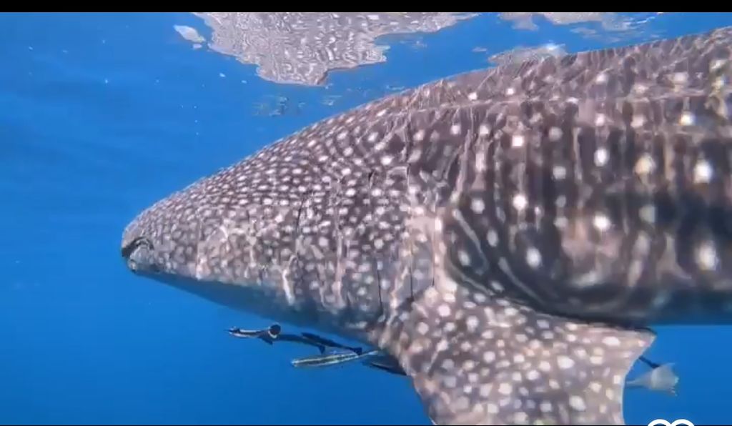 351c0f4c-2fe2-4398-ba5e-26add9f78aee