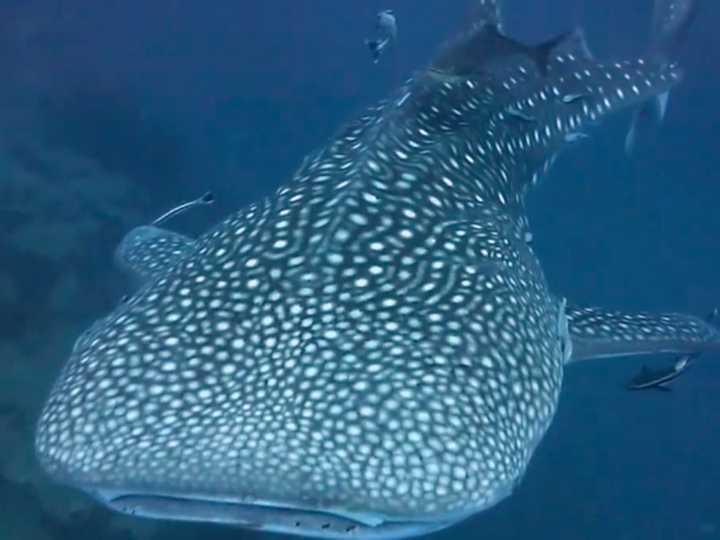 6007ce69-114c-414b-b02e-b85b87aa1b8b