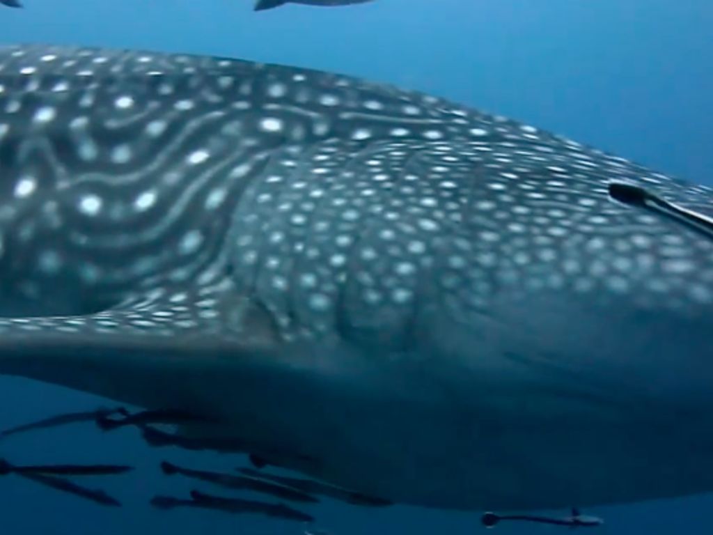 6007ce69-114c-414b-b02e-b85b87aa1b8b