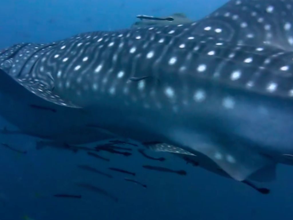 6007ce69-114c-414b-b02e-b85b87aa1b8b