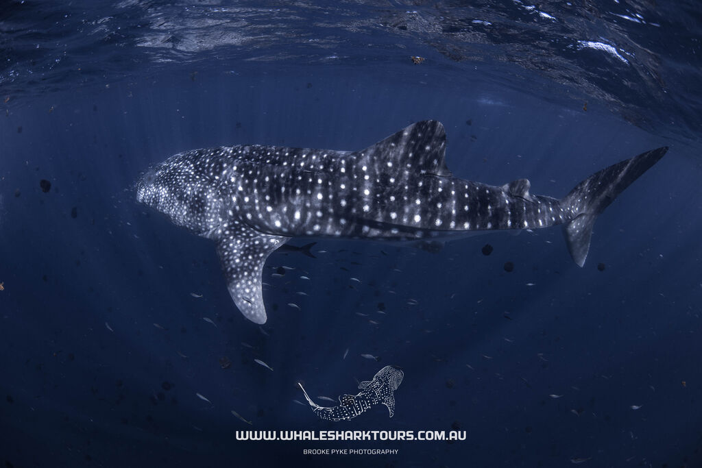 401ee7ae-13a8-4594-9ece-875e695e6b15