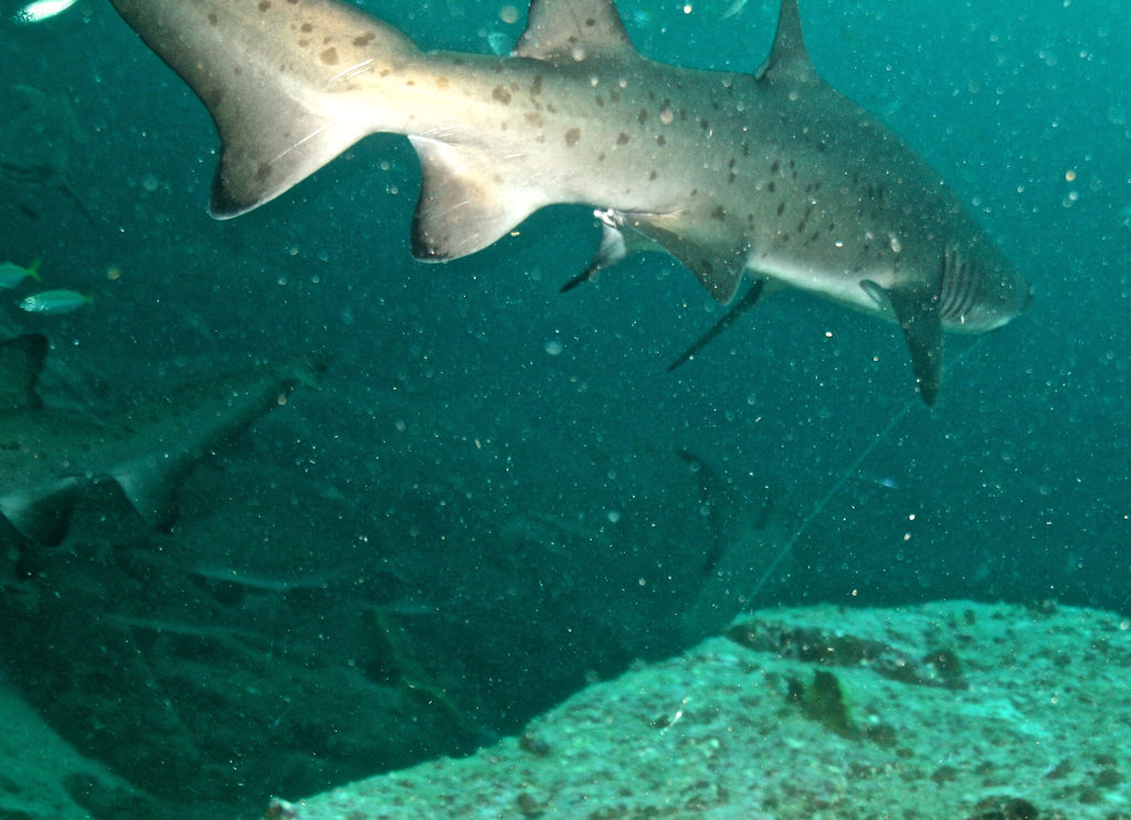 097cf5a1-b48f-42a2-8f5f-3f90f44761d8