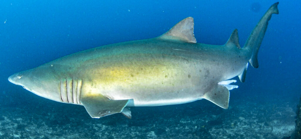 0c7ca703-bdc8-4521-a784-71f7fa67f892