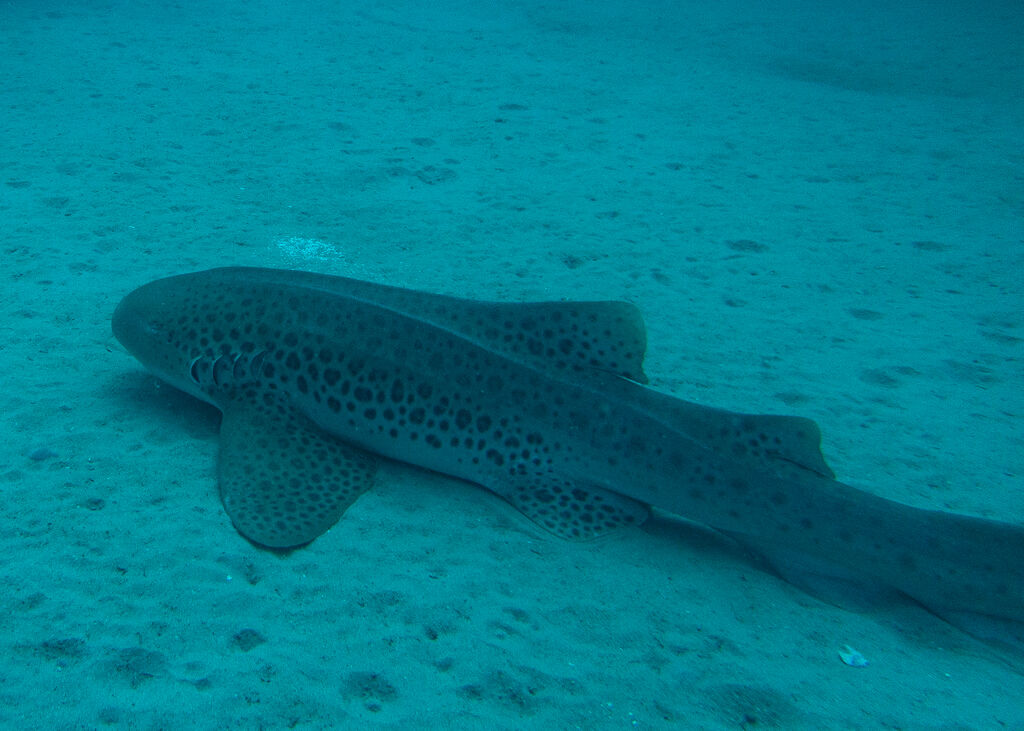 6e44dee9-f201-44ab-9ae6-bbd81a1e07c0