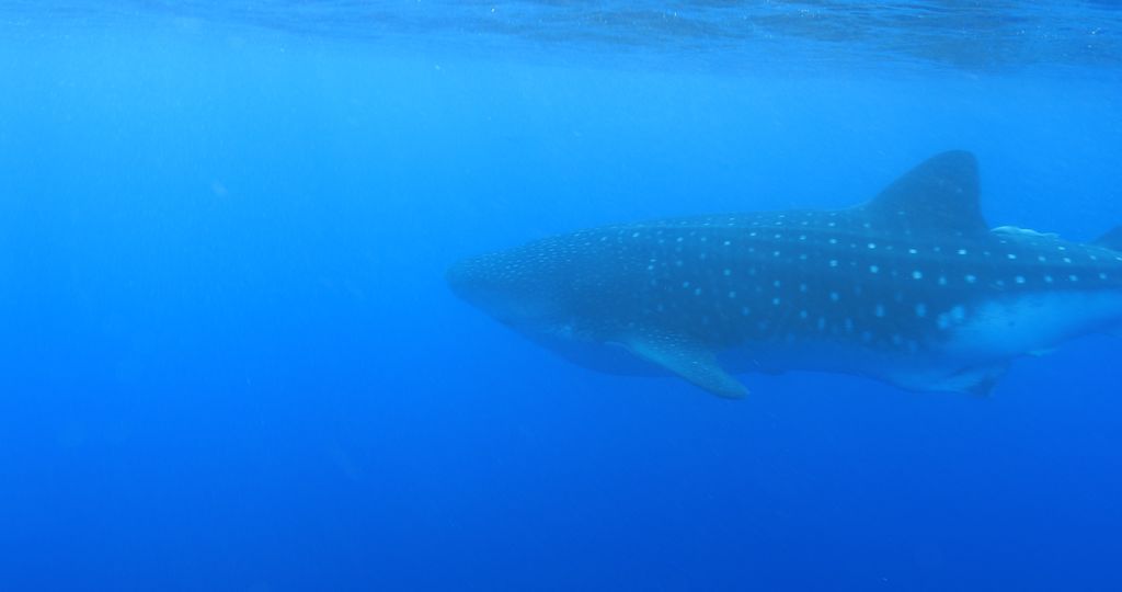 26bc2ab8-3ad4-41ff-a05e-2b8d7d80ba91