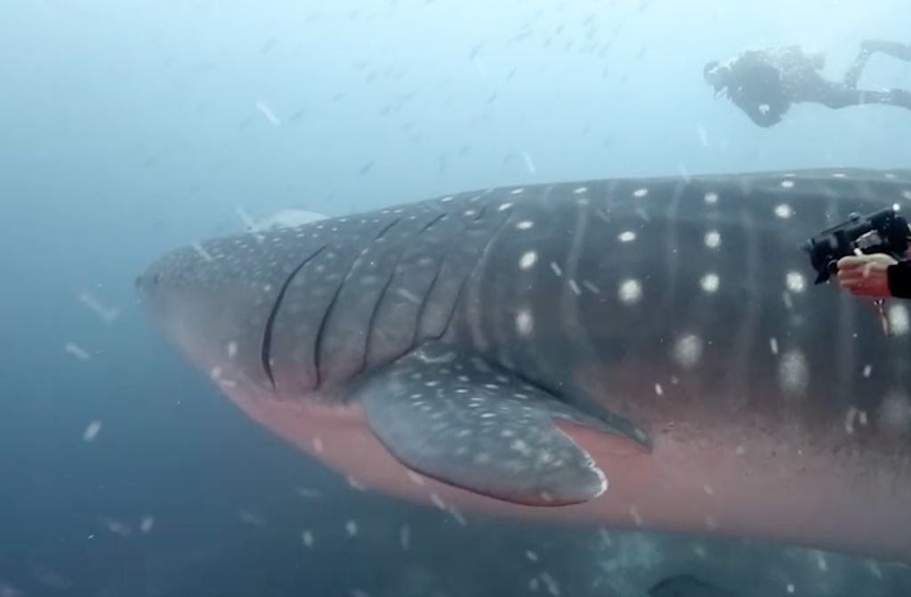 aef6c435-f67e-441c-a4ea-d18a823403e6