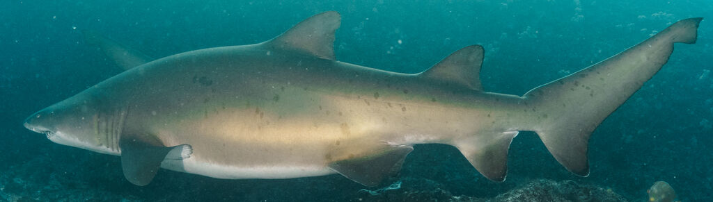 c6ded635-e47f-4c55-a1f8-ec607e723e3c