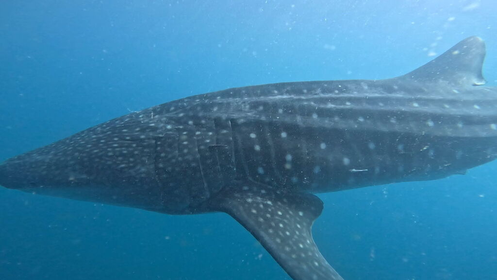 8f0df77c-00ab-45ec-a774-99a83df1e066