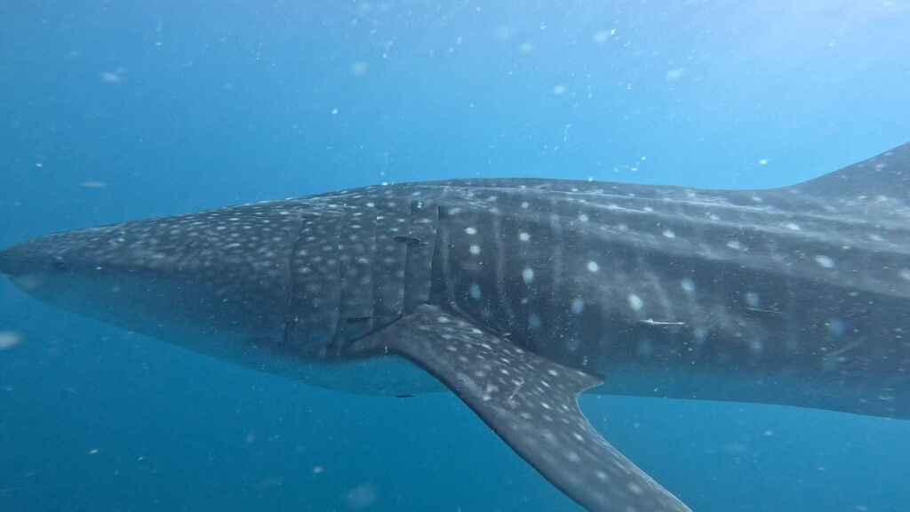 8f0df77c-00ab-45ec-a774-99a83df1e066