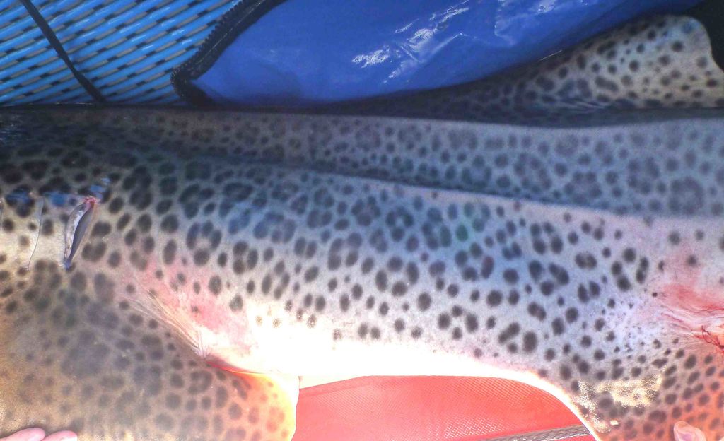 7f8e2dd3-e8b0-4674-8738-51af789fbc32