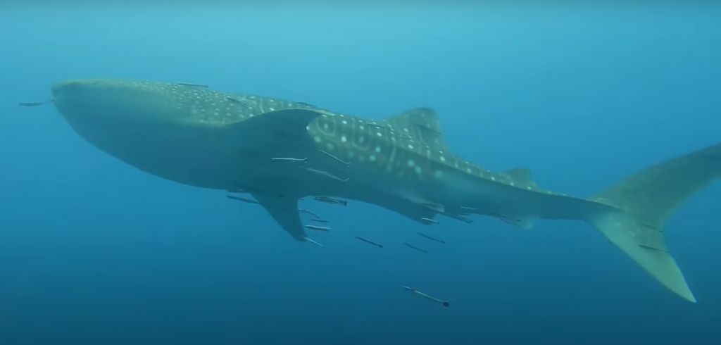 72e95057-1efc-41fe-93b2-655f28e4d699