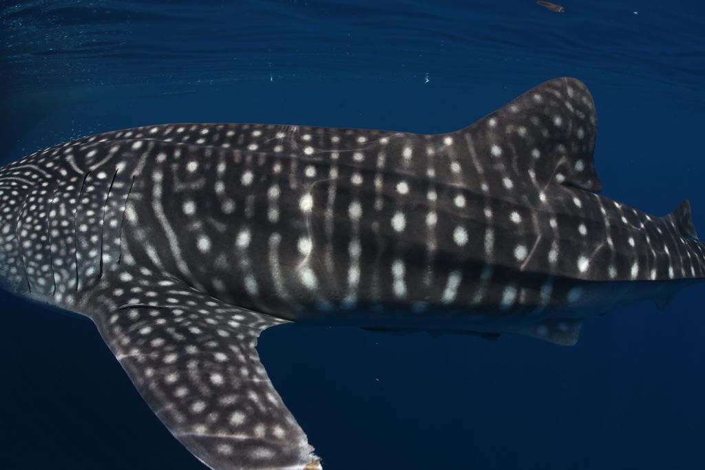 d50fb32e-275f-47d8-b596-40ee30eaa0ef