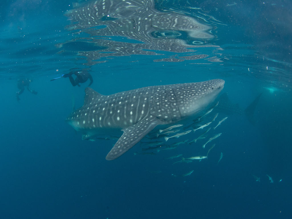 29bb5adc-d8f3-4e16-b62f-9816ea20748f