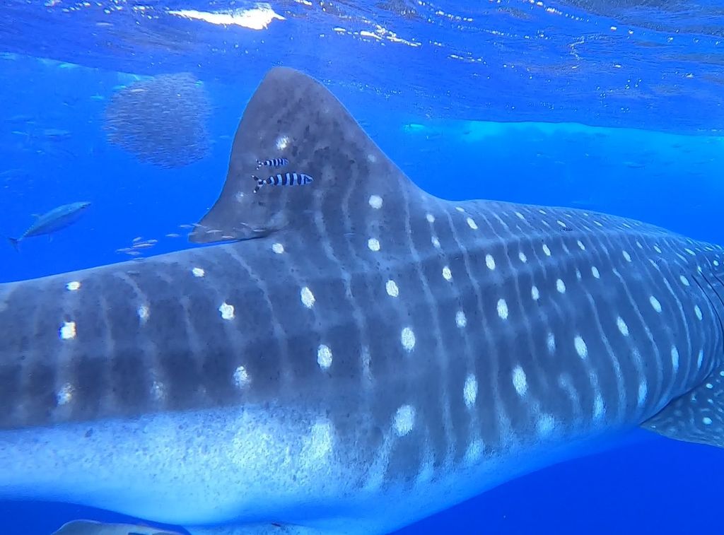 baf1d5db-b2a0-482c-adf3-4347c813443b