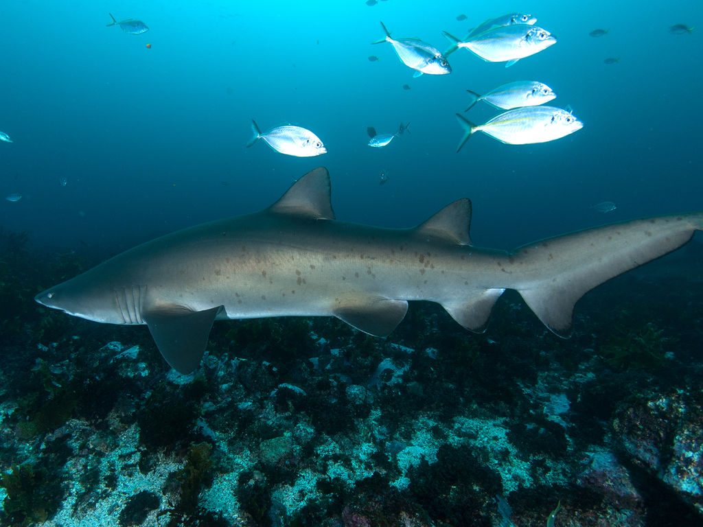 372ead7b-bcdf-4763-8bd2-2a5722b385de