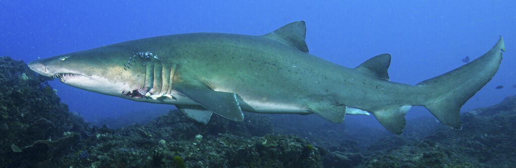 9247a37c-965e-4e2d-9532-9204d28ebfae