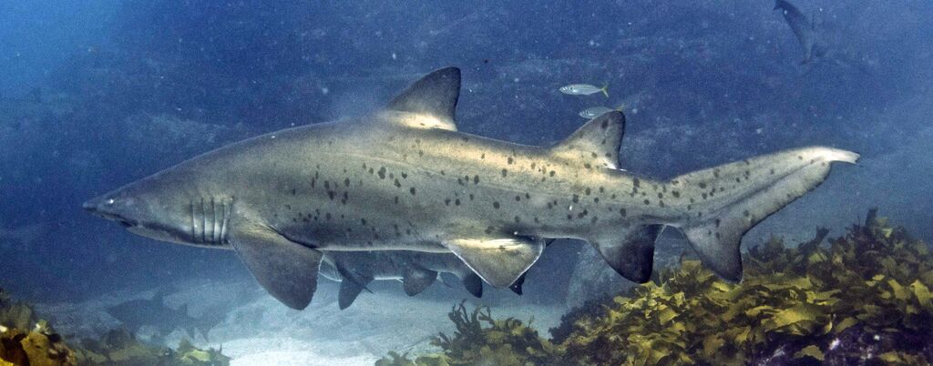 1ddf062f-a506-485f-b076-267e6129c022