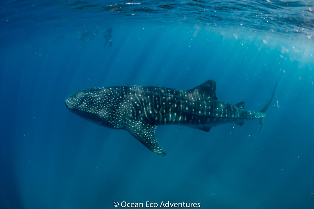 0be627e1-0bca-4231-98ad-74a8112100f5