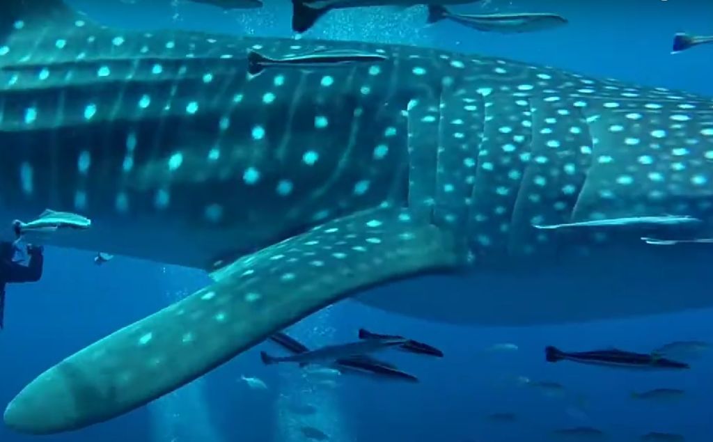 ade00610-4f6a-43d5-885e-13c4b248a77c