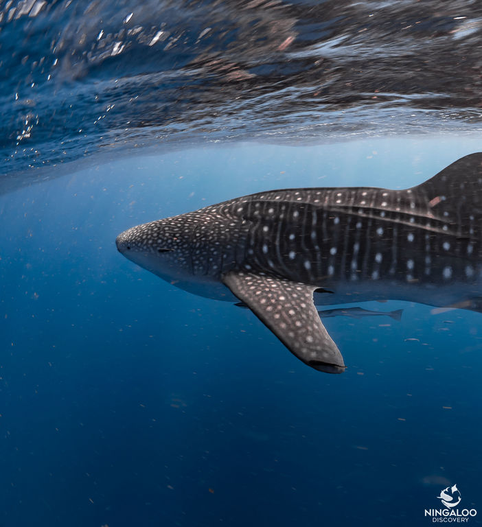 23a60ef1-3ce2-4333-83e2-d0af4bf75bad