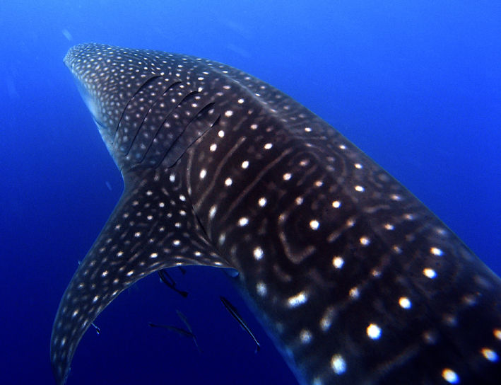 a48ca0ef-3033-4d8c-a49e-3b49e73de47d