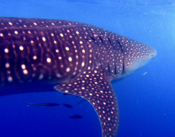 a48ca0ef-3033-4d8c-a49e-3b49e73de47d