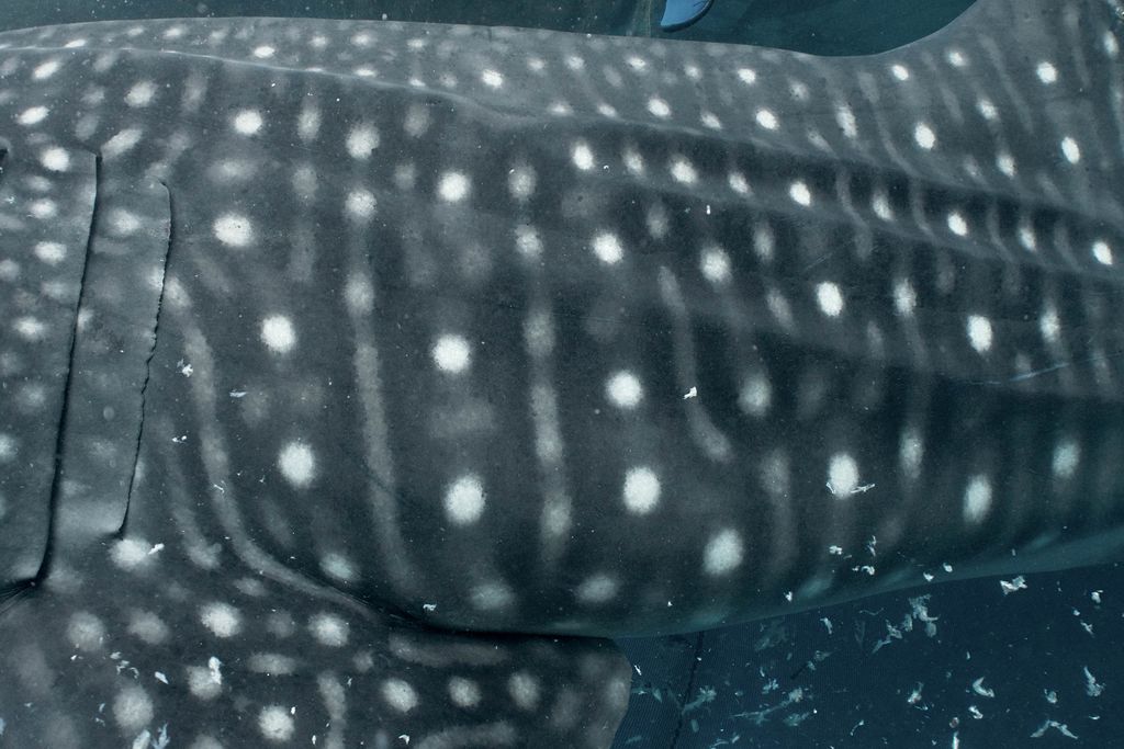 8485e999-7eb0-4e20-a3db-f38e09a8a534