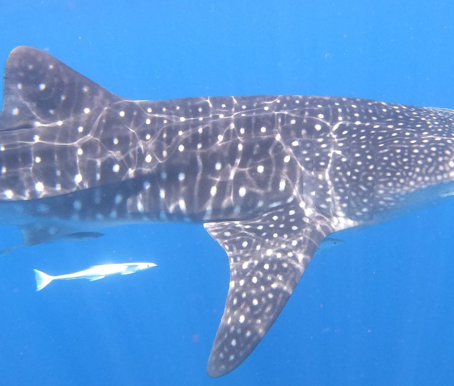 ea895bf1-bced-40ee-b481-a1c9c2a907ac