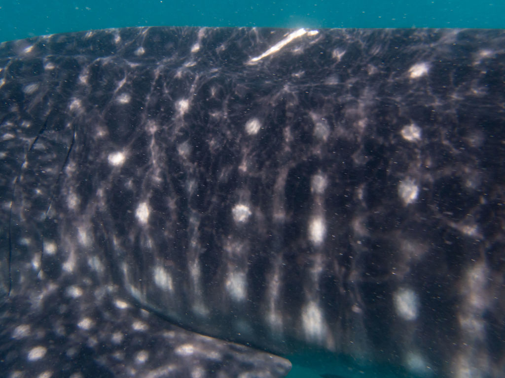 60c0ff04-7255-4ffb-b774-129353bc8cbf